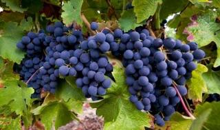 酿制葡萄酒方法 葡萄酒怎么酿造